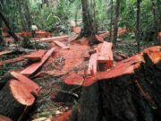 Ditreskrimsus : Polisi Tangkap Tiga Pelaku Pembalakan Liar Kayu Sonokeling di Lampung Selatan