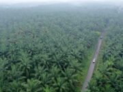 KLHK Pastikan Ribuan Perusahaan Sawit Ilegal Lolos Pemutihan Berkat UU Cipta Kerja