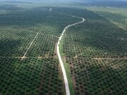 Kejagung Tetapkan Bos Besar Sawit Duta Palma Group Sebagai Tersangka Korupsi