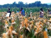 Food Estate Dinilai Program Gagal, Ini Faktanya