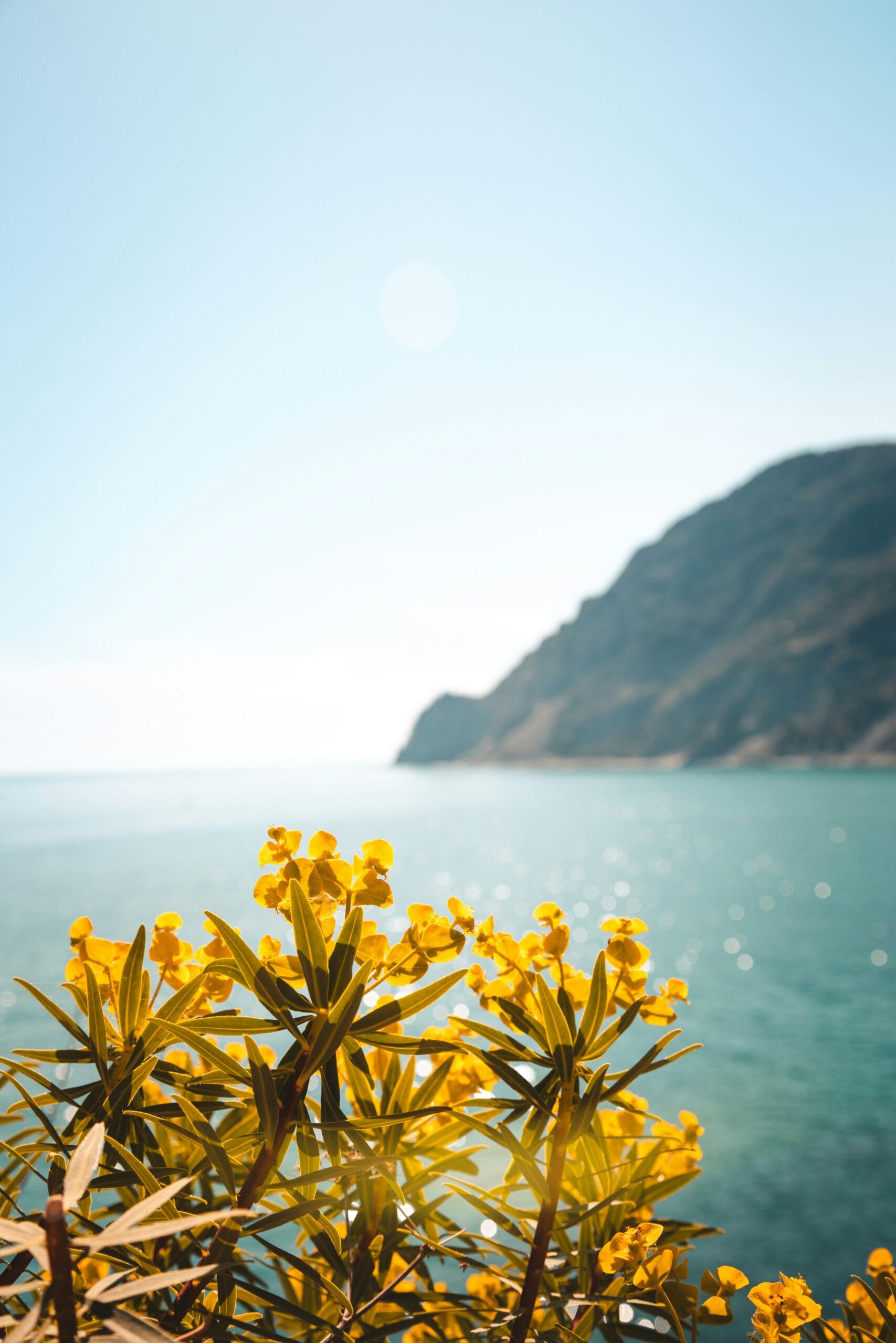 yellow flowers in front
