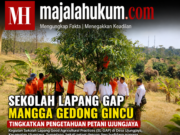 Sekolah Lapang GAP Mangga Gedong Gincu Tingkatkan Pengetahuan Petani Ujungjaya