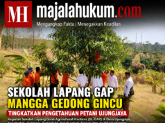 Sekolah Lapang GAP Mangga Gedong Gincu Tingkatkan Pengetahuan Petani Ujungjaya