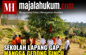 Sekolah Lapang GAP Mangga Gedong Gincu Tingkatkan Pengetahuan Petani Ujungjaya